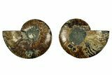 Cut & Polished, Agatized Ammonite Fossil - Madagascar #344093-1